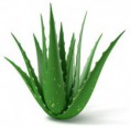 Blahodárne účinky ALOE VERA